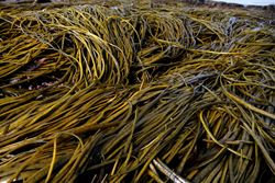 Recette_haricots_de_la_mer