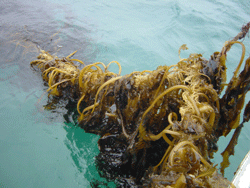 algue_wakame_Bretagne_sud algue_wakame_Bretagne_sud