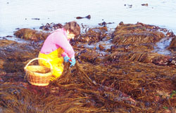 recolte_haricots_de_la_mer_Bretagne_sud