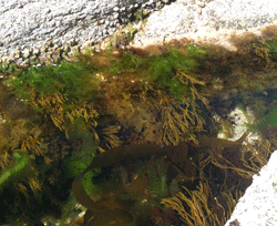 algues_recoltees_Bretagne