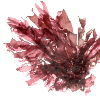 Dulse - Palmaria palmata - Algue fraiche - par kg