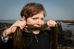 algues_recoltees_Bretagne algues_recoltees_Bretagne