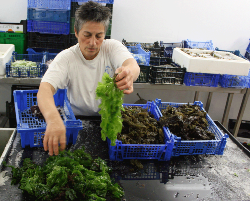 algues_sallées pour la conservation algues_sallées pour la conservation