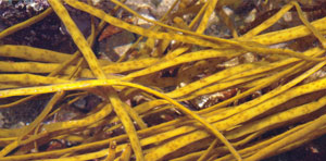 himanthalia_elongata_Bretagne_sud
