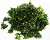Laitue de la mer - Ulva Lactuca - fraiche - par 500g