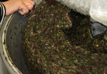 preparation_tartare_algues_Bretagne_sud