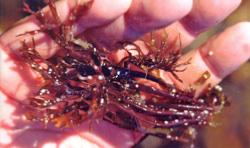 chondrus_crispus