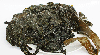 Kombu Breton - Laminaria digitata - frais - par 250g