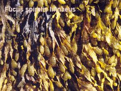 algue fucus spiralis linnaeus