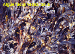 algue  fucus vesiculeux récoltée en bretagne