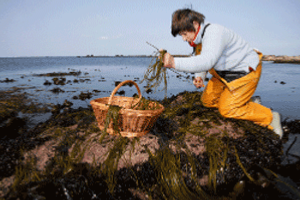 L'algue alimentaire : nori récoiltée en sud Bretagne