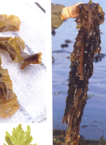 L'algue alimentaire : wakamé récoiltée en sud Bretagne