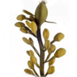 Caractristique de l'algue : ascophyllum nodosum