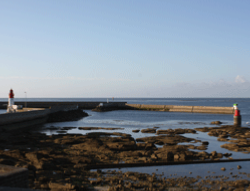 L'algue alimentaire : laitue de mer rcoilte en sud Bretagne