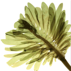 Caractristique de l'algue : wakam , undaria pinnatifidapalmaria palmata