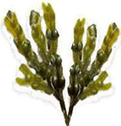 Caractéristique de l'algue : fucus vesiculeux -fucus vesiculus