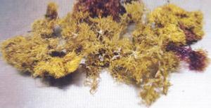 L'algue alimentaire : chondrus crispus