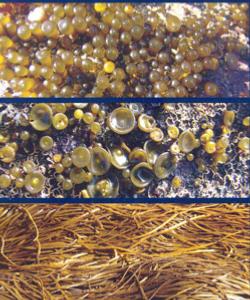 L'algue alimentaire : haricot de mer récoiltée en sud Bretagne