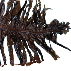 Caractéristique de l'algue : wakamé , undaria pinnatifidapalmaria palmata