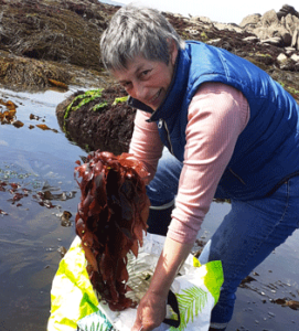 Algues fraiches rcoltes sur l'estran par Scarlette le Corre en bretagne