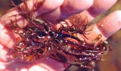 L'algue alimentaire : chondrus crispus récoiltée en sud Bretagne