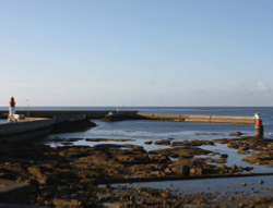 L'algue alimentaire : dulse récoiltée en sud Bretagne
