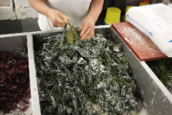 algues fraiches récoltées par Scarlette le Corre, égouttées au sel sec 