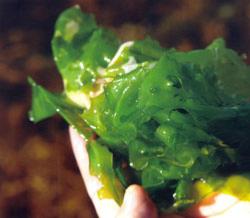 L'algue alimentaire : laitue de mer récoiltée en sud Bretagne