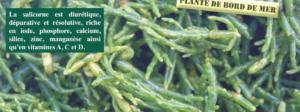 La salicone est une plante marine récoltée ne Bretagne