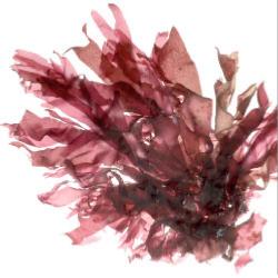 Caractristique de l'algue : dulse , palmaria palmata